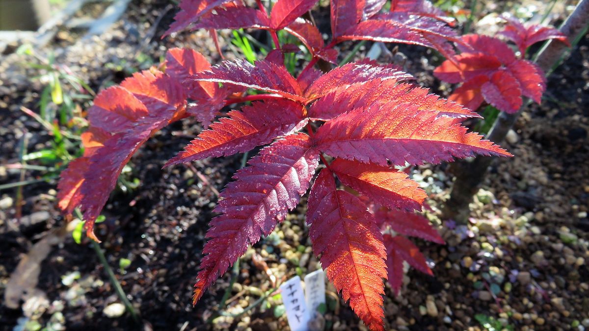 地植え効果か-深山七竈の紅葉