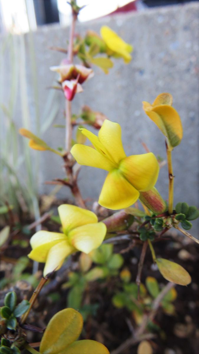 地植え効果か-深山七竈の紅葉