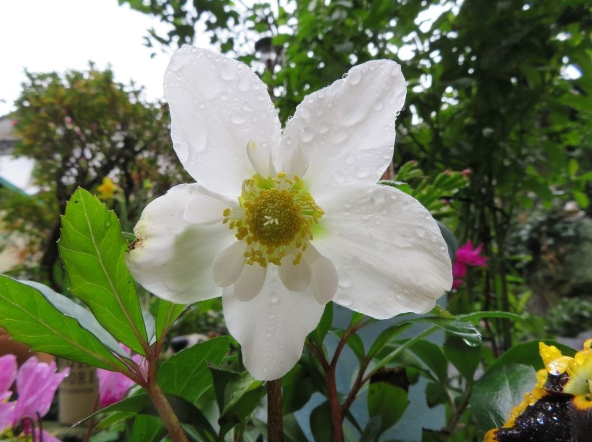 🌻今日の花たち🌻その39