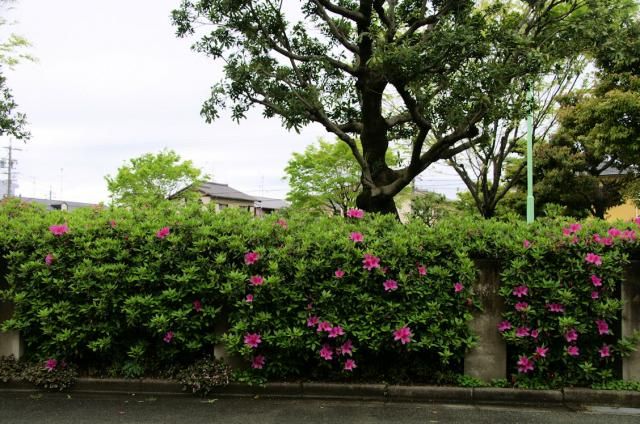 今朝の庭(雨あがり）