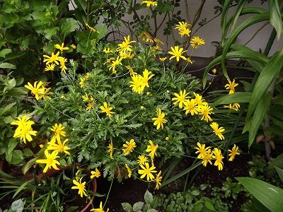 雨の後の庭の花✿