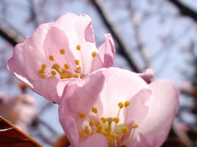 桜が咲きました