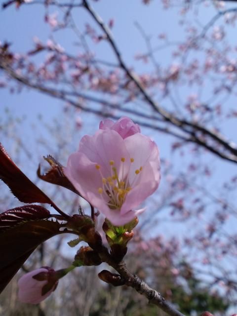 桜が咲きました