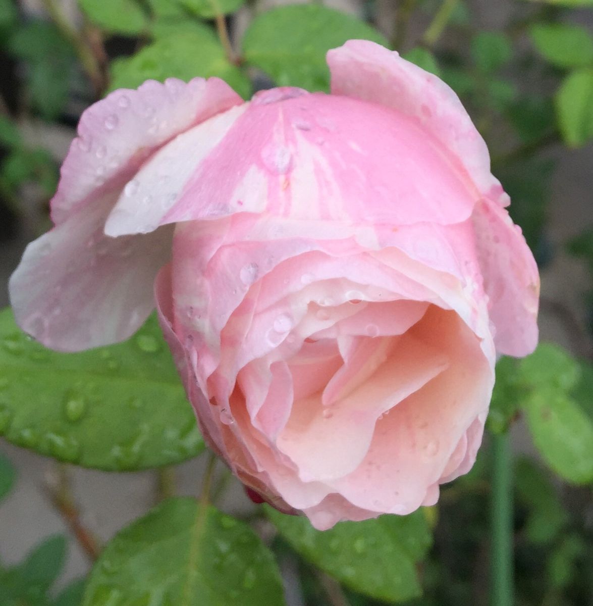 今日の薔薇