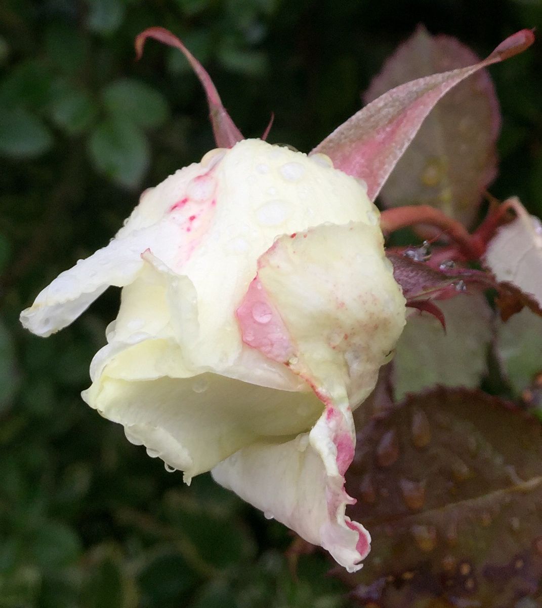 今日の薔薇