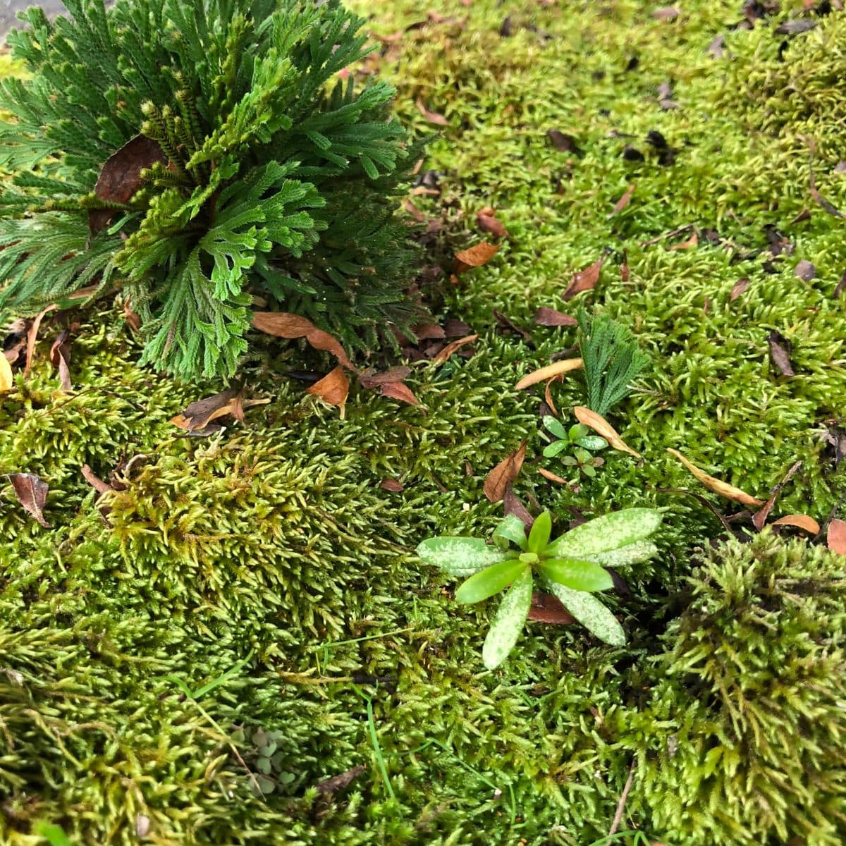 ツツジの芽