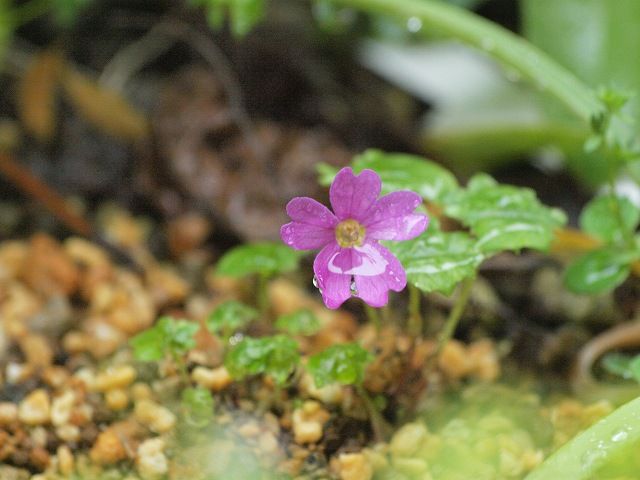 小さな花たち３