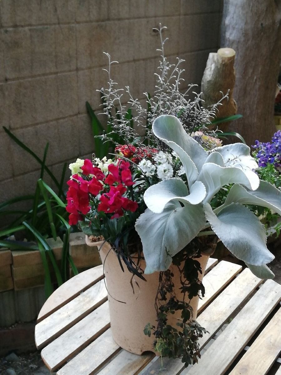 寄せ植えの植え替え