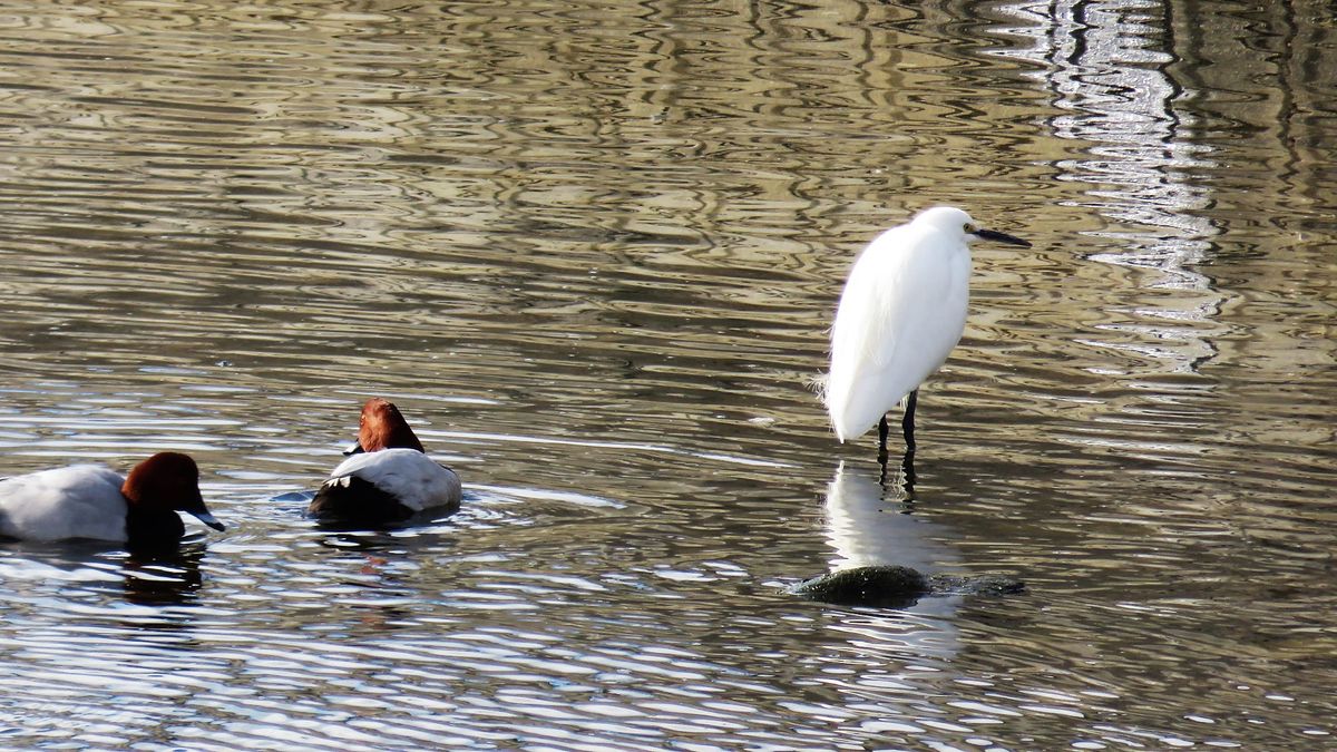 寒い日は水鳥が活発❓