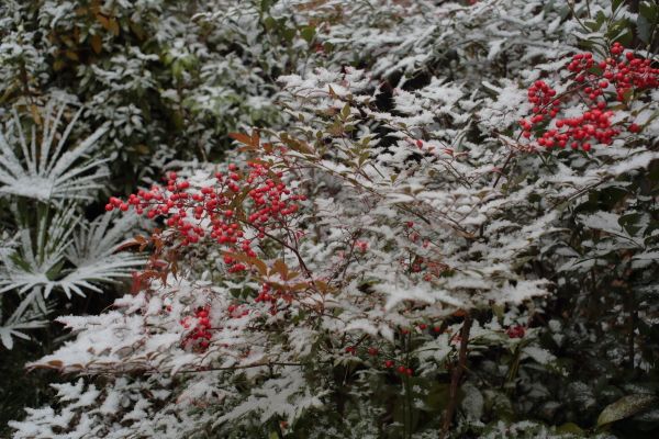 雪になったよ