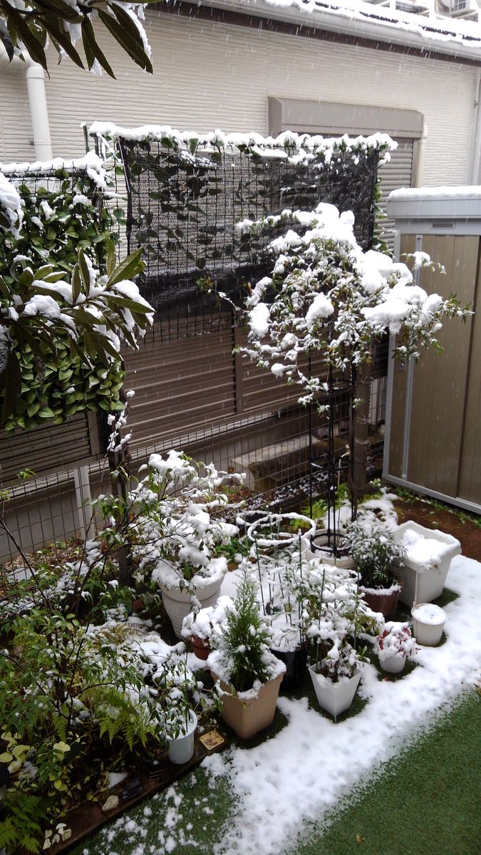 ☆名古屋も降雪☆