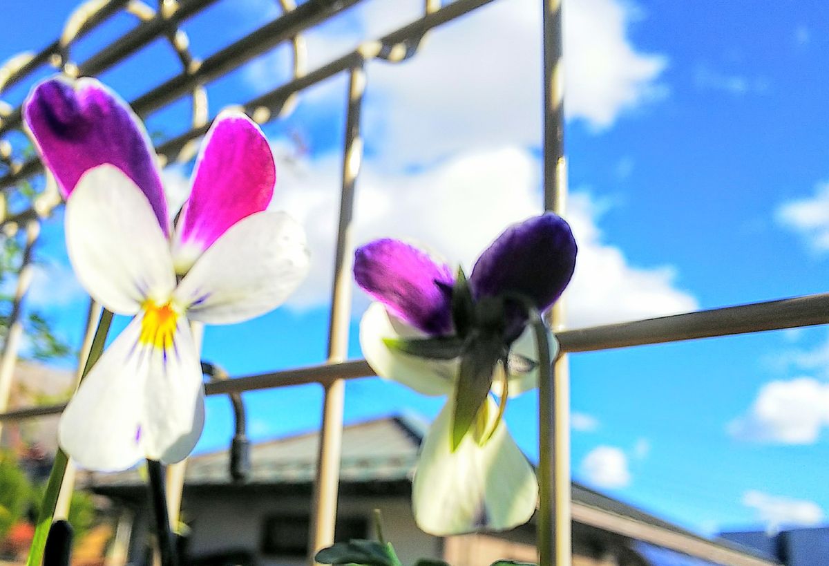 青空とビオラ