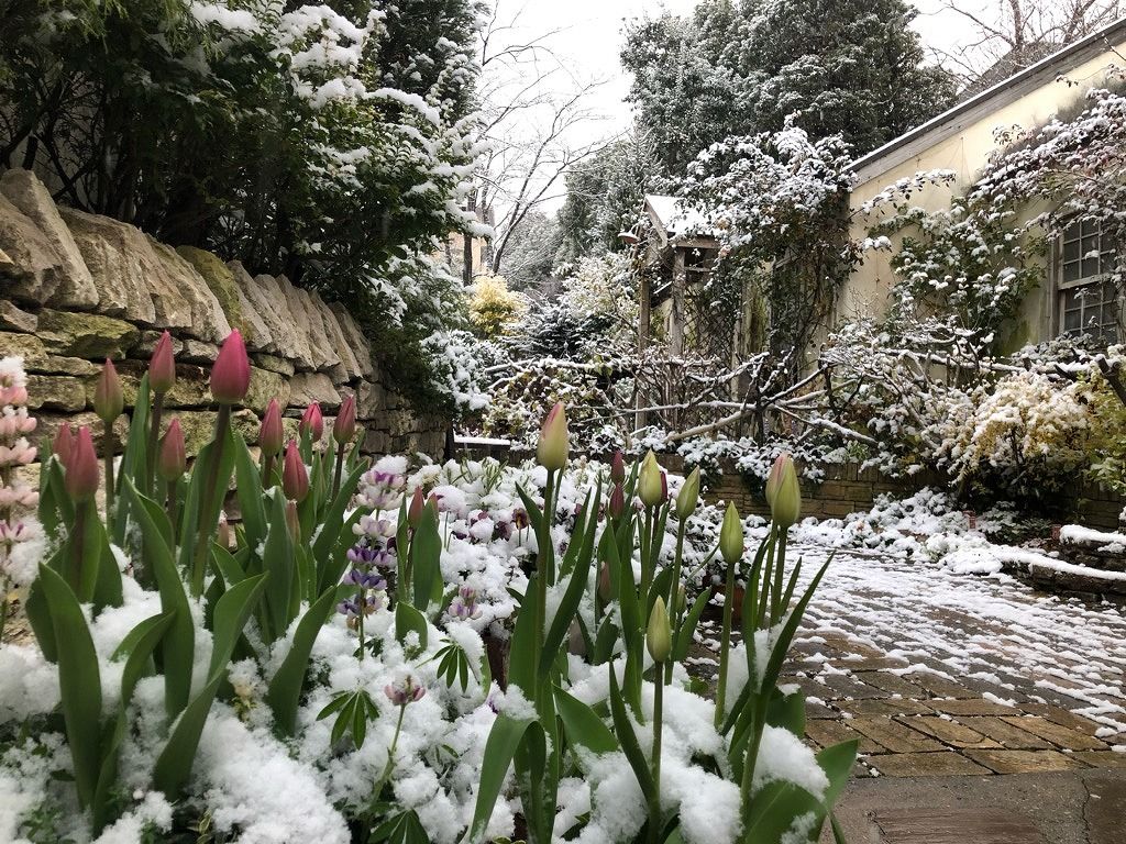 雪とチューリップ