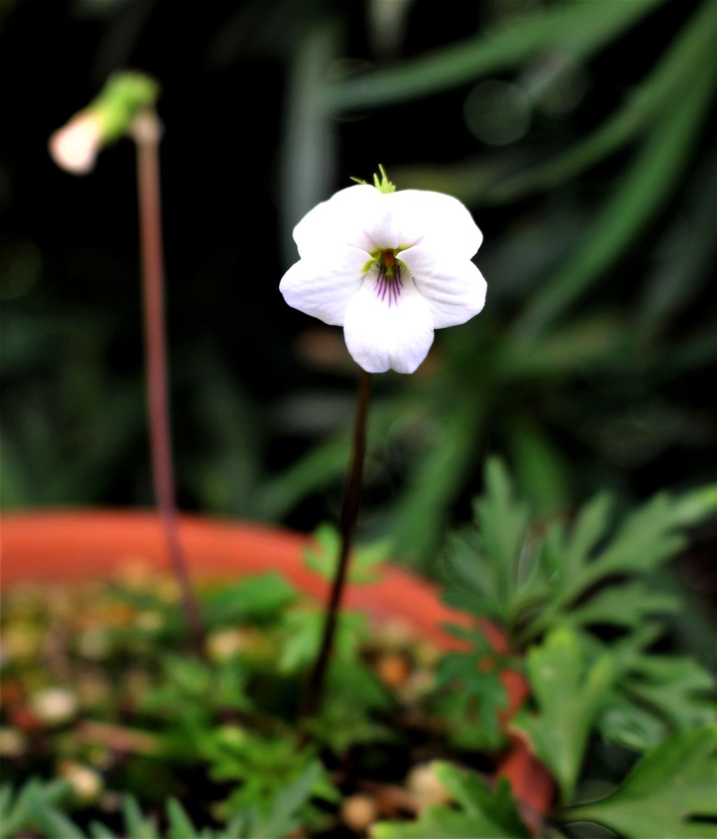 庭の小花