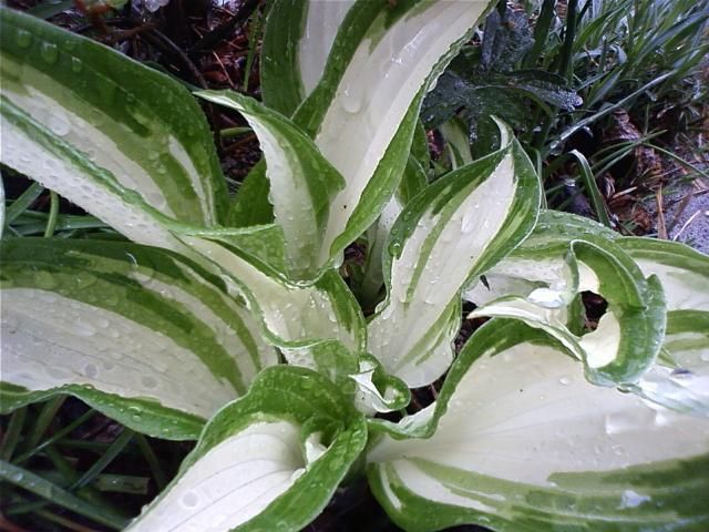 雨ふりの「は」