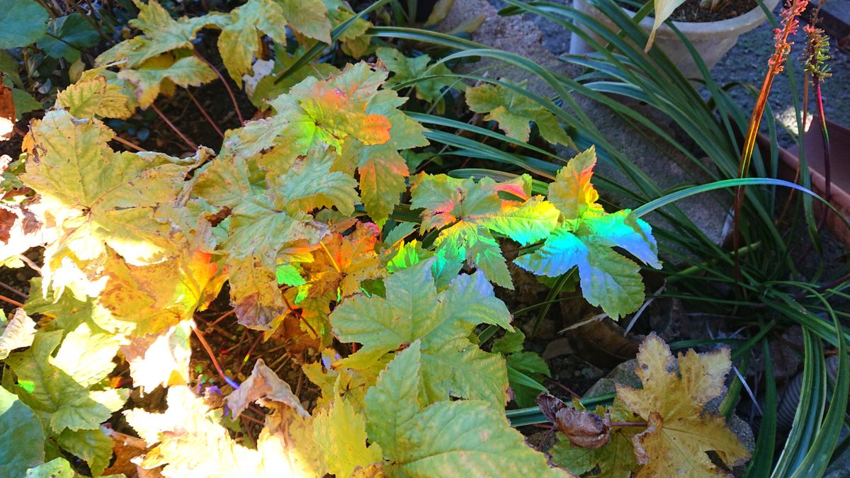 大掃除、餅つき、虫注意