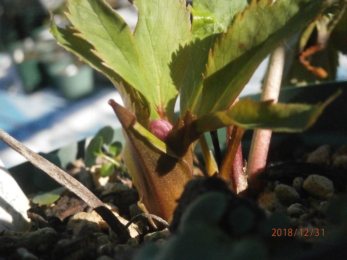 チベタ交配の花芽・３