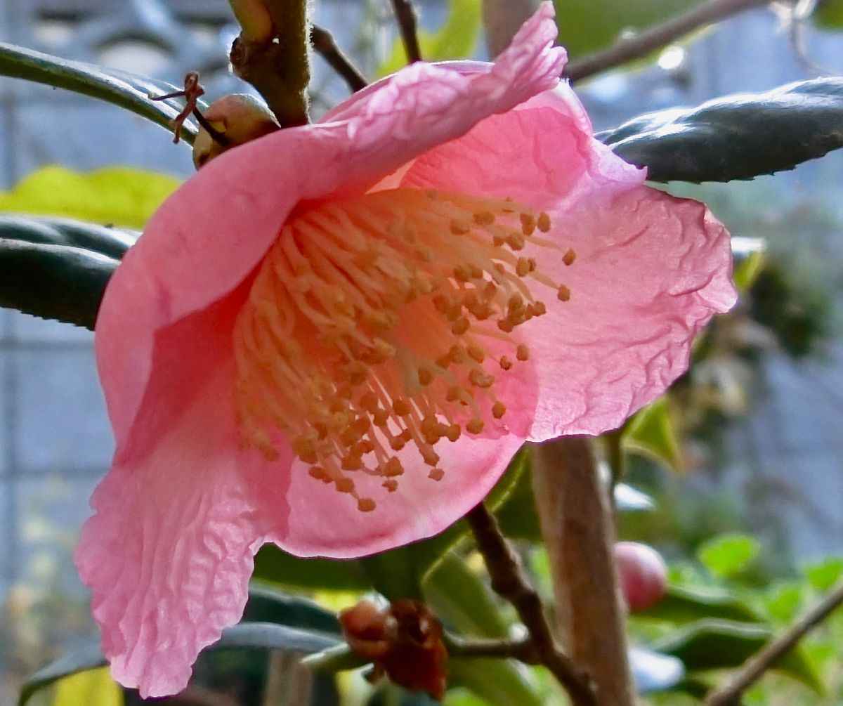 年の暮れ の花色