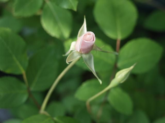 今日の薔薇たち