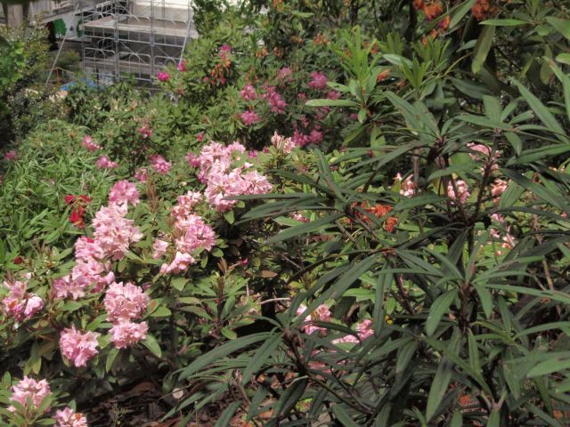 東山植物園へ行ってきました②