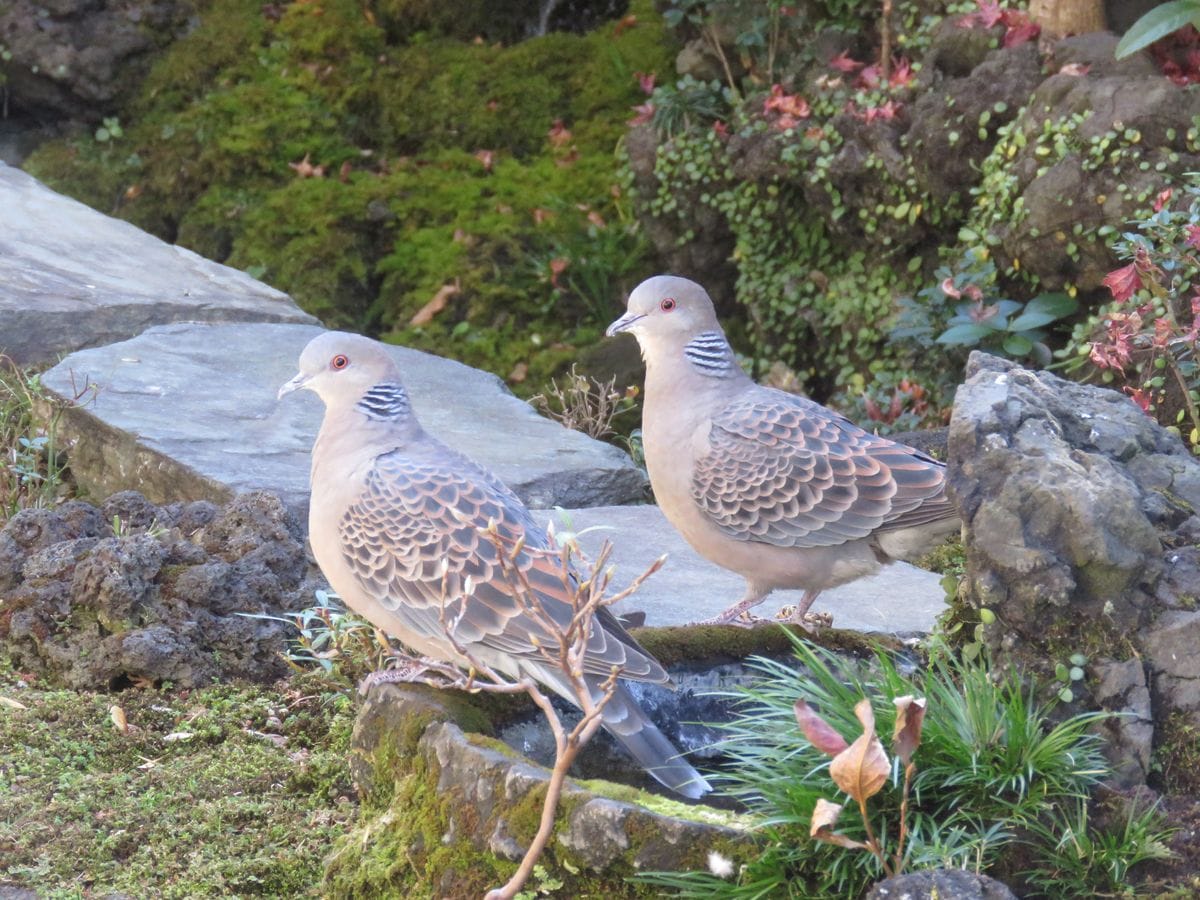 苔庭・キジバトが,つがいでやって来た