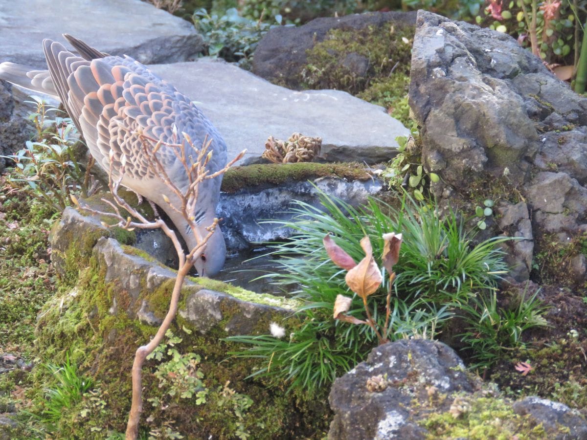 苔庭・キジバトが,つがいでやって来た