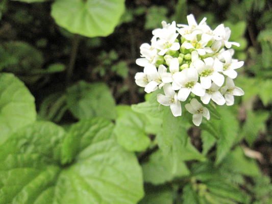 わさびの花