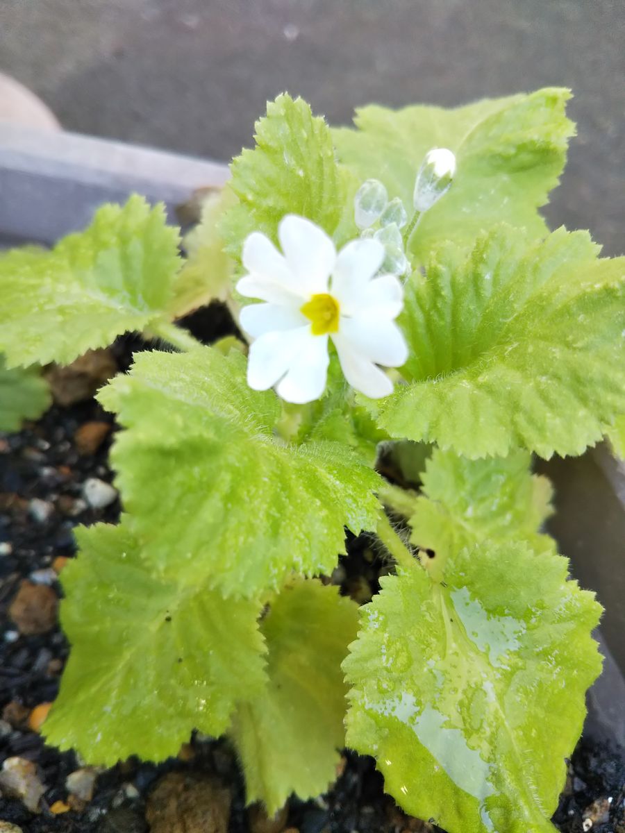 ちびっ子たち🌱