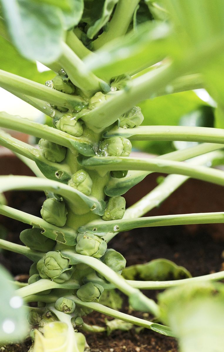 ビオラと野菜