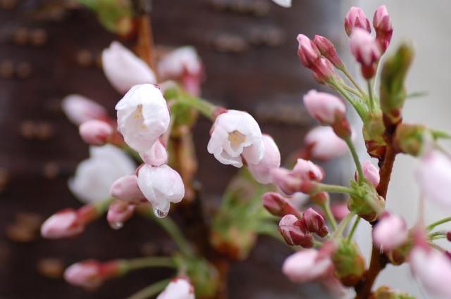 雨上がり　桜咲く