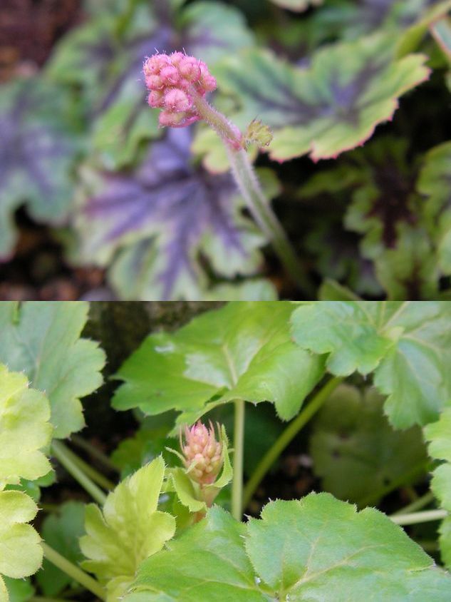 ヒューケラ2本目の花