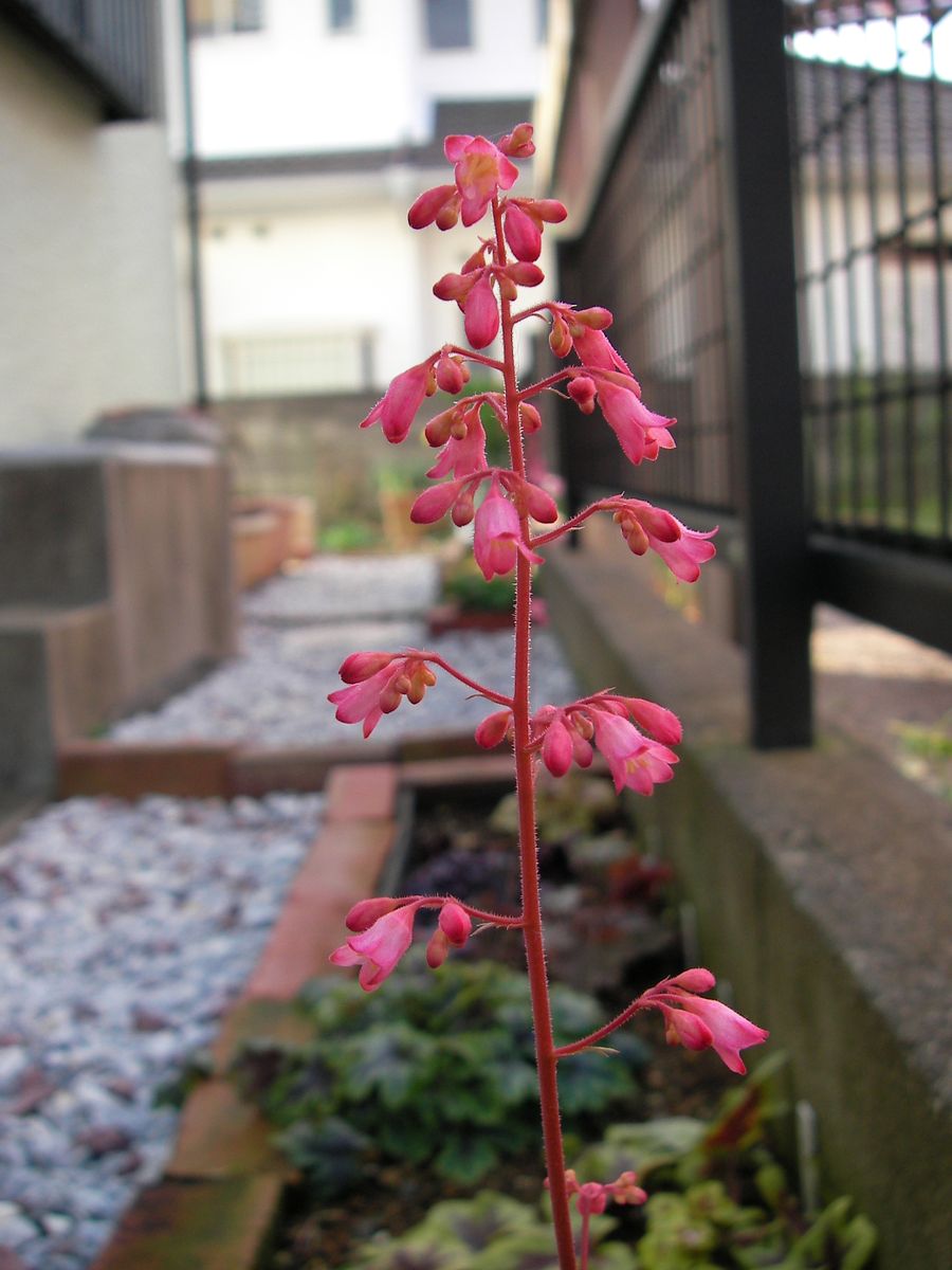 ヒューケラ2本目の花