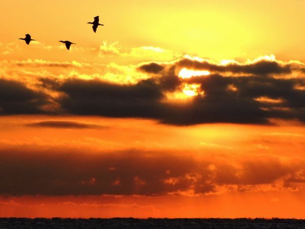 野鳥と日の出。ウォーキングMS⑥335日目(2160日)