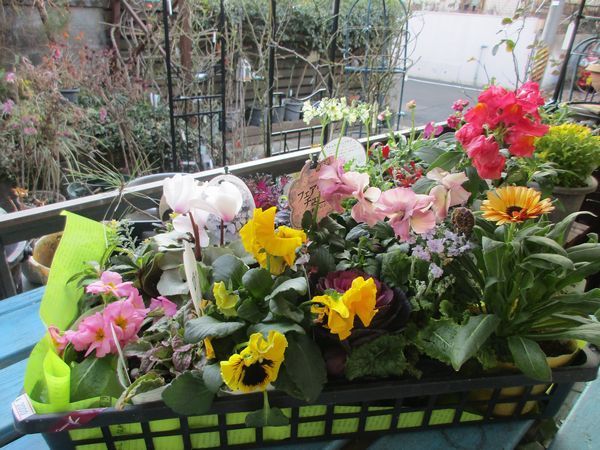 ヒヤシンス　初売りの花