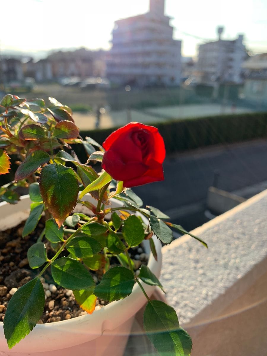 我が家のバラ達🌹