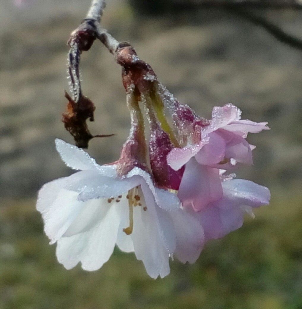 氷点下の中で咲く『桜』🌸