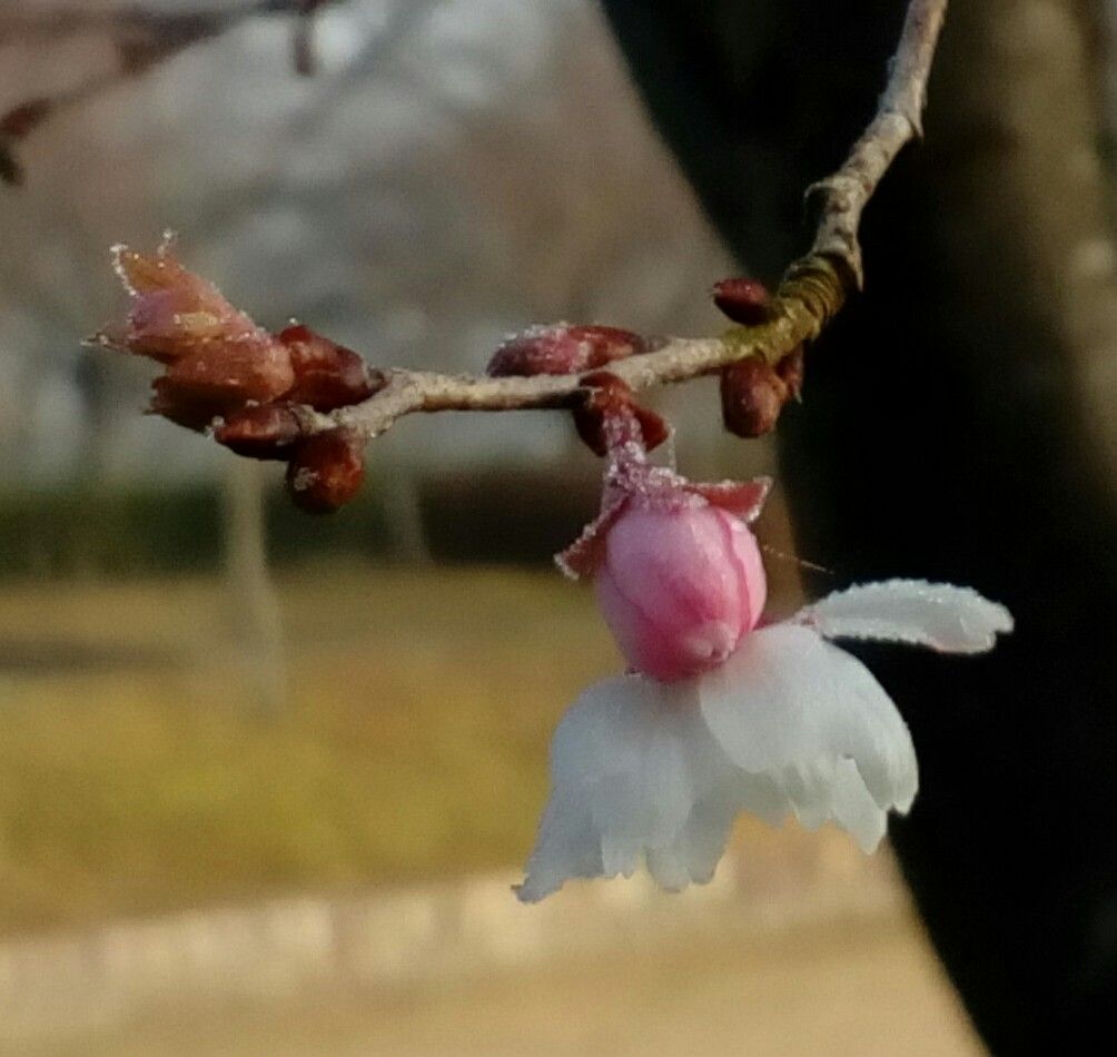 氷点下の中で咲く『桜』🌸