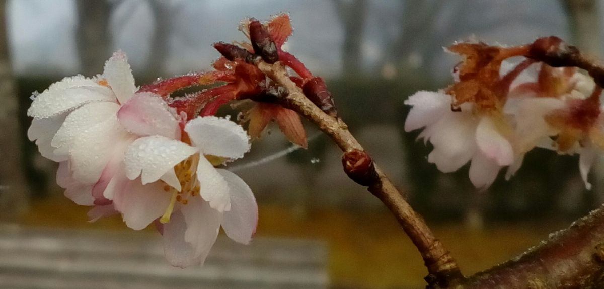 氷点下の中で咲く『桜』🌸