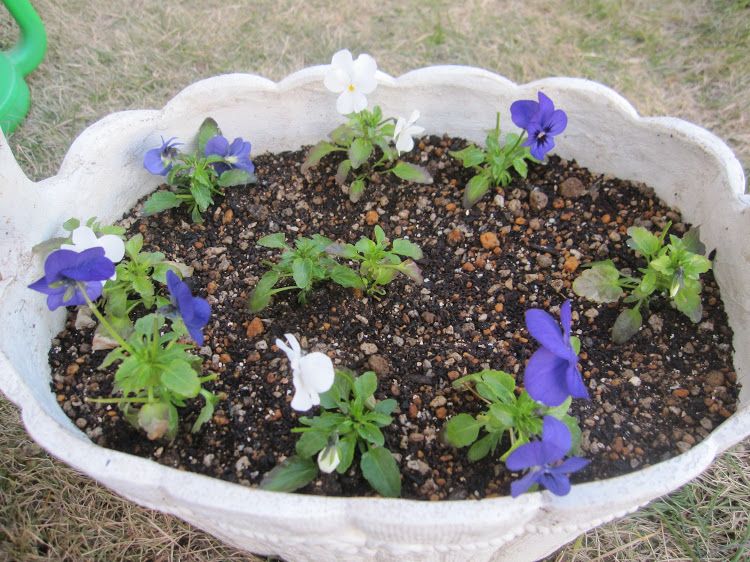 挿し芽苗の植えこみ