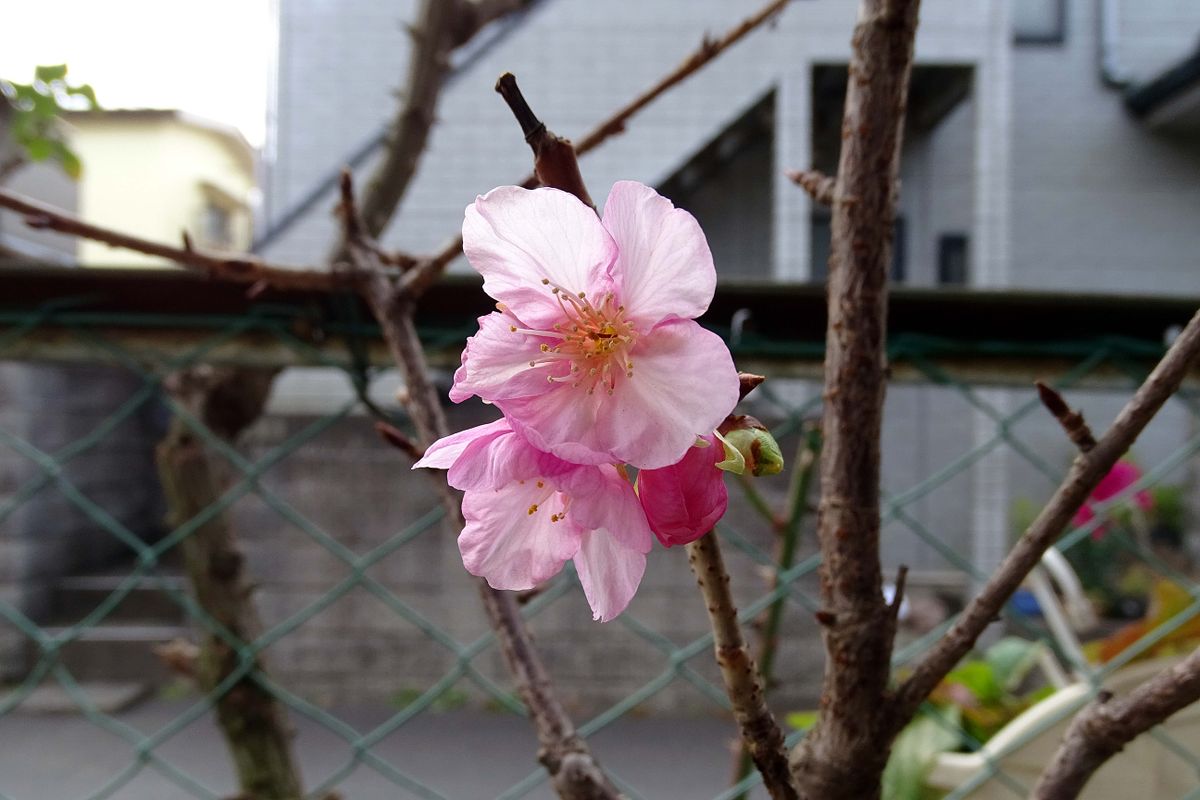 河津桜と老爺柿 ～季節が交錯する瞬間～