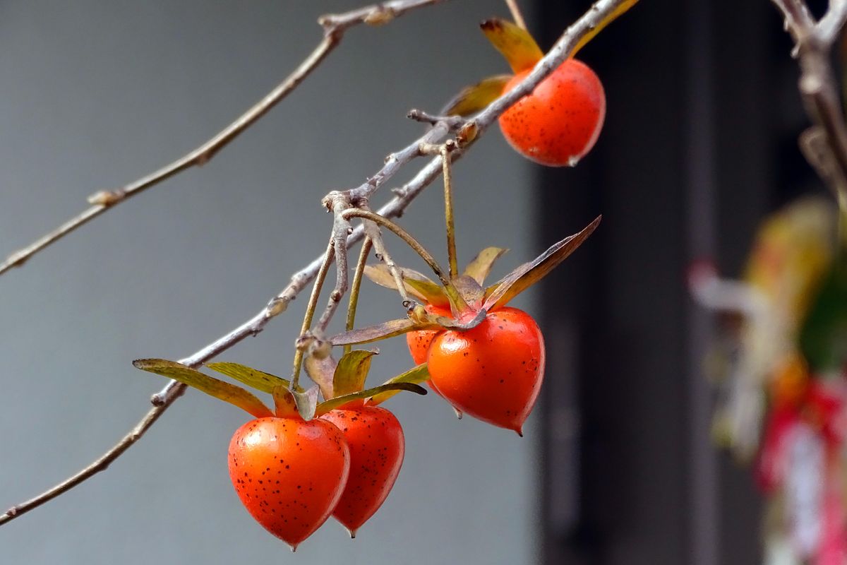 河津桜と老爺柿 ～季節が交錯する瞬間～