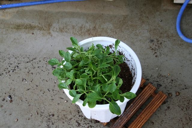 連休最後の園芸