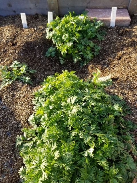 冬の植物もなかなか…