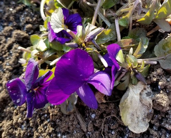 冬の植物もなかなか…