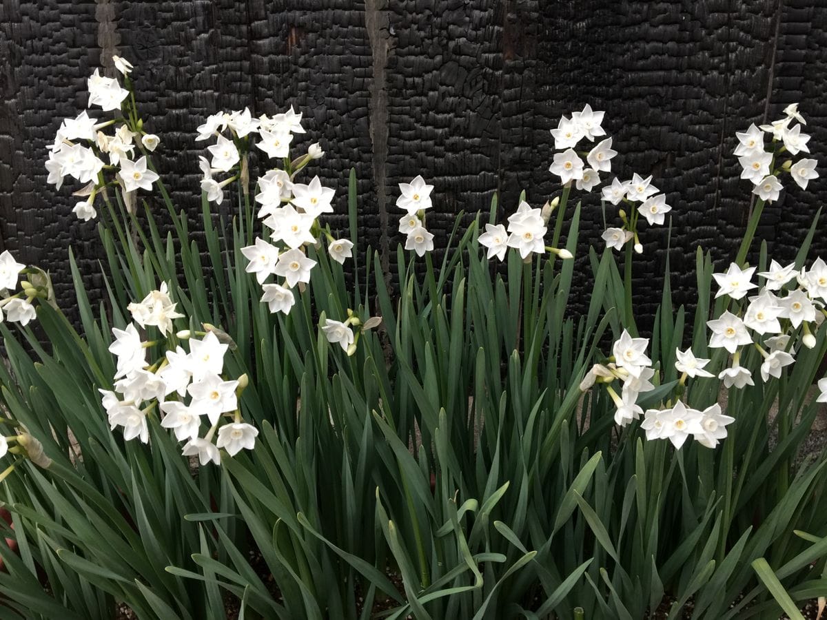 今日の花