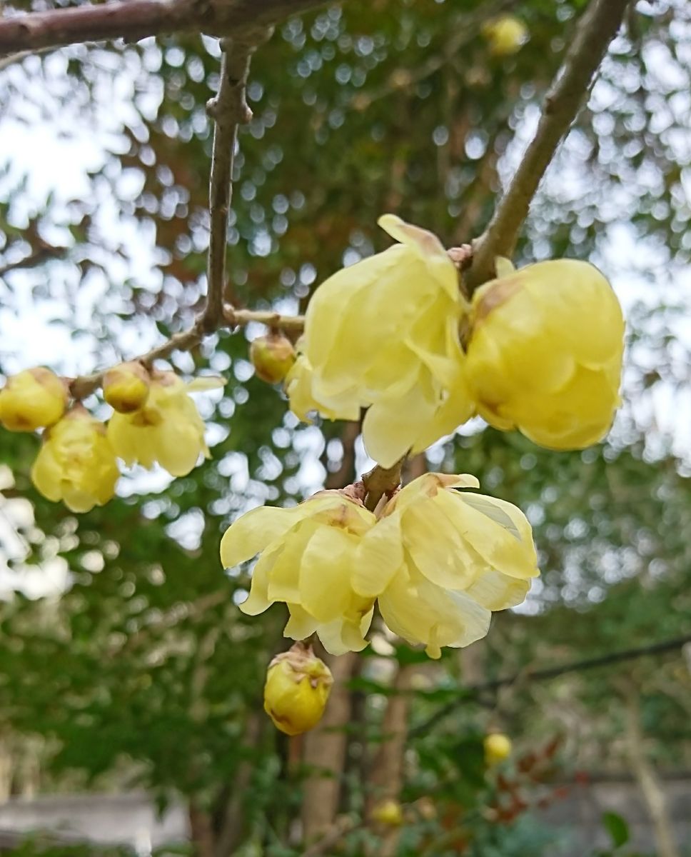 冬の花♪