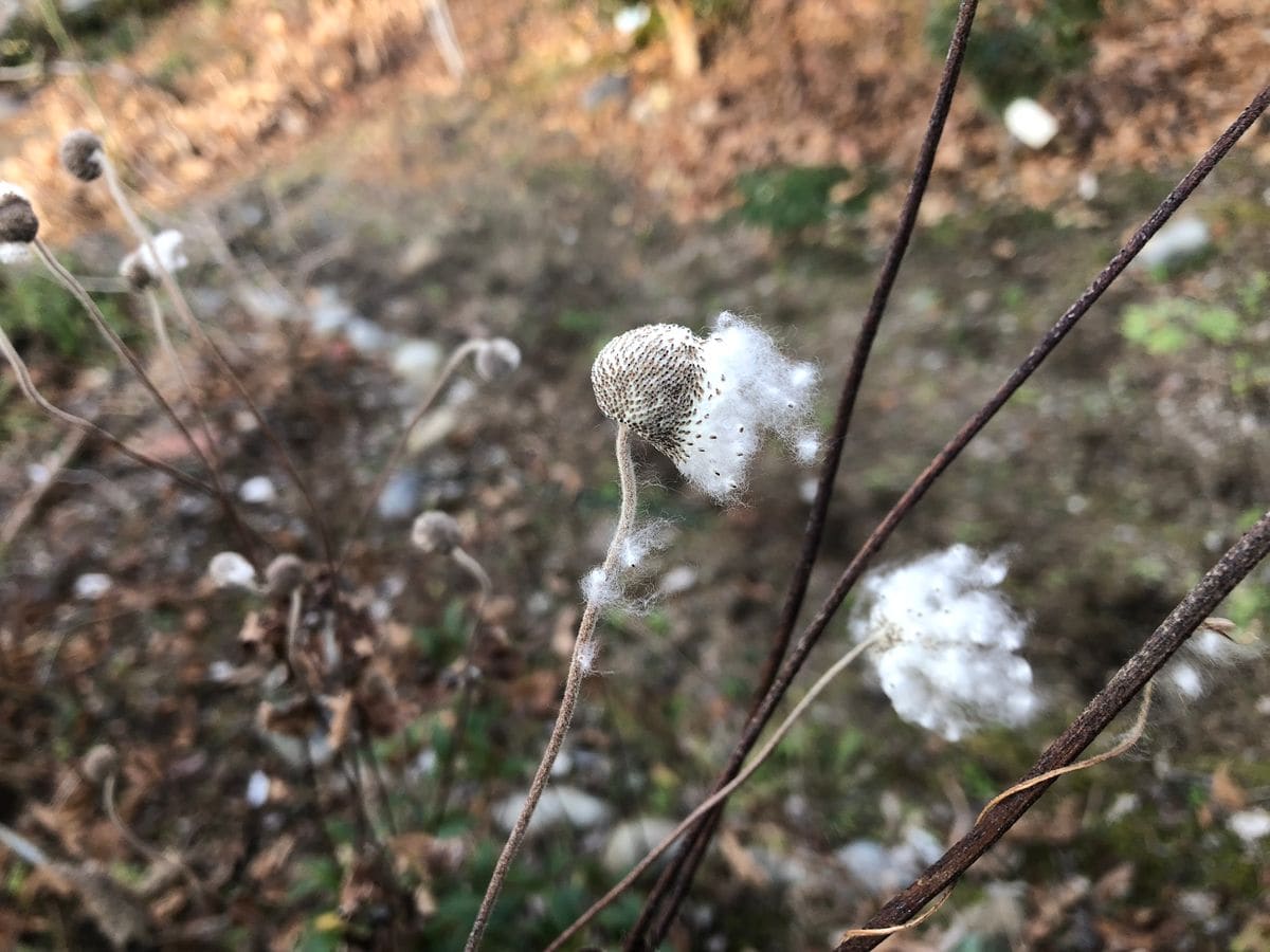 園芸日和