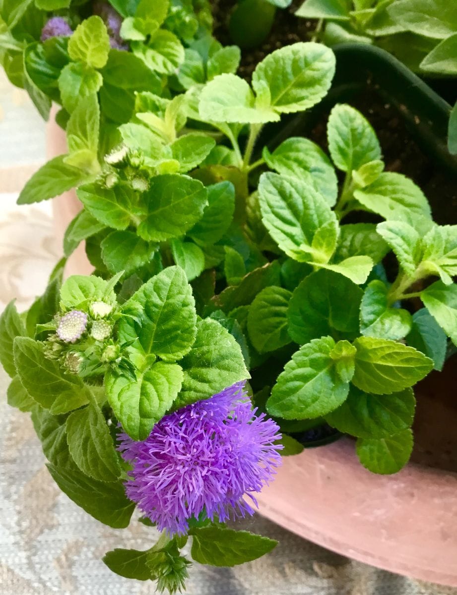 夏の花が美しい💐