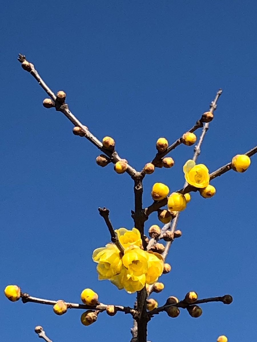 蝋梅開花🎵