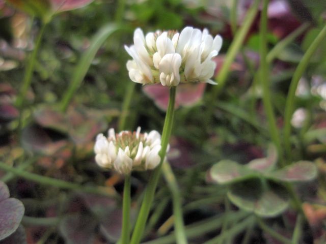 クローバーの花が咲きました。